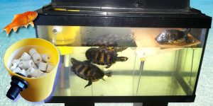 Costruiamo un filtro efficiente per acquario con soli 12 euro
